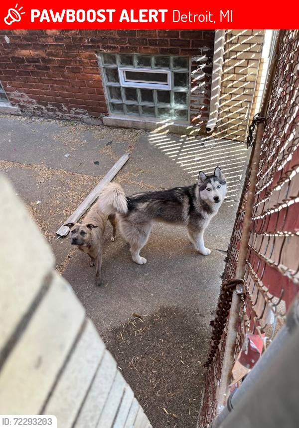 Lost Female Dog last seen Dexter and Elmhurst, Detroit, MI 48206