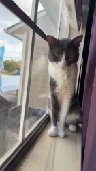 Lost Female Cat last seen Magnum , Houston, TX 77092