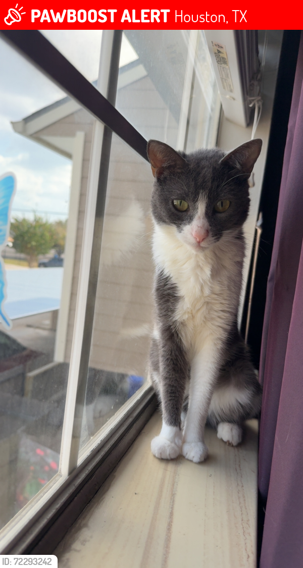 Lost Female Cat last seen Magnum , Houston, TX 77092