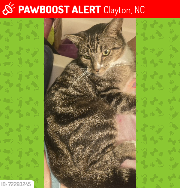 Lost Male Cat last seen Little Creek Church Rd, Clayton, NC, Clayton, NC 27520