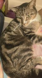 Lost Male Cat last seen Little Creek Church Rd, Clayton, NC, Clayton, NC 27520