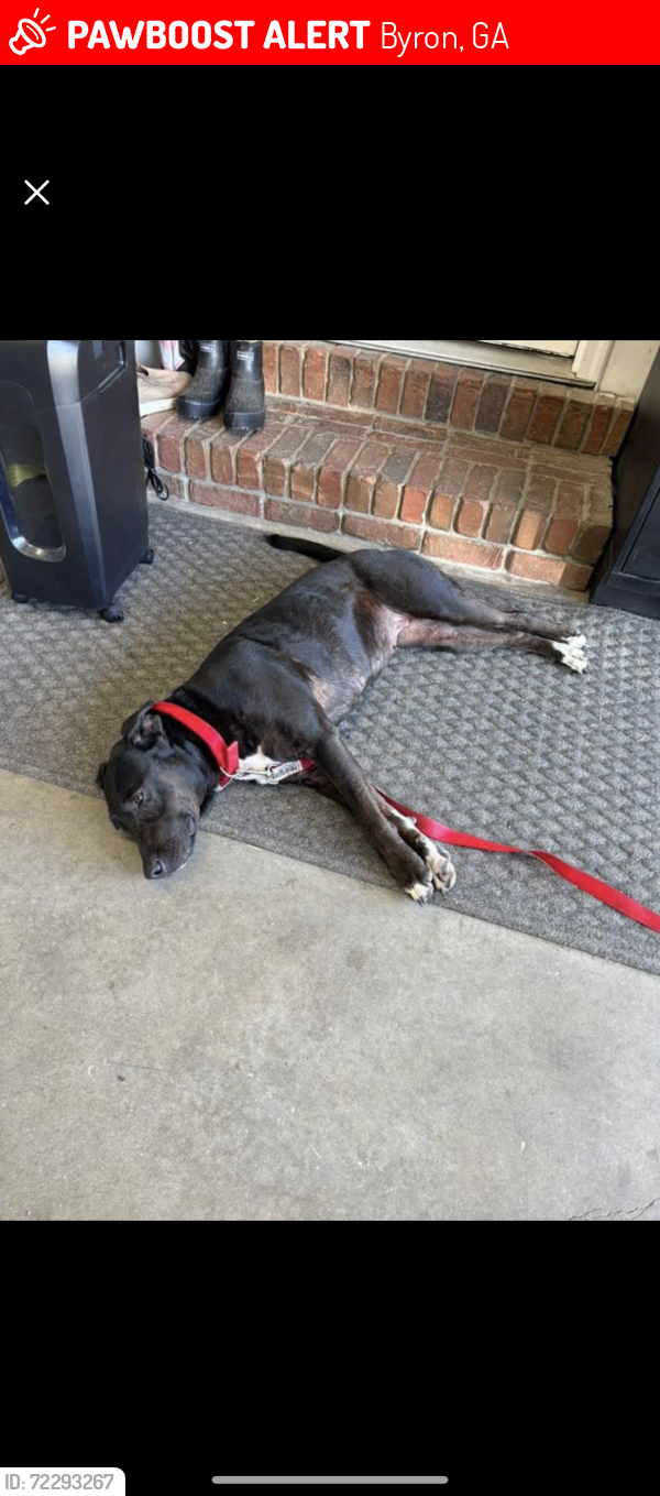 Lost Female Dog last seen Near juniper creek road Byron ga, Byron, GA 31008