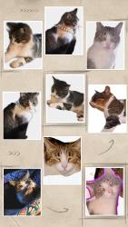 Lost Female Cat last seen Bar j rd and Hwy 113, Temple, GA 30179