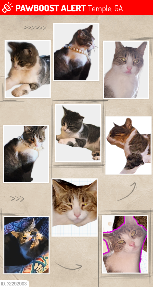 Lost Female Cat last seen Bar j rd and Hwy 113, Temple, GA 30179