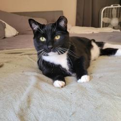 Lost Male Cat last seen Beechwold Blvd & Sharon Ave, Columbus, OH 43214