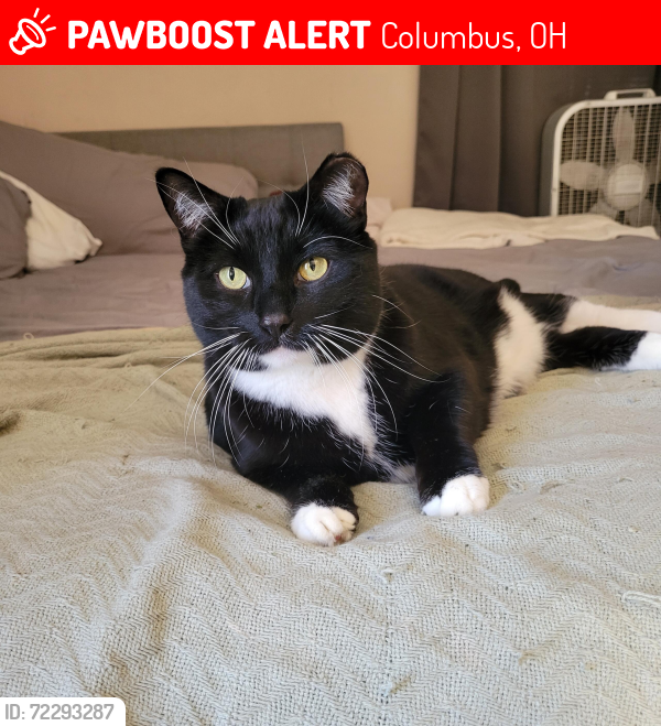 Lost Male Cat last seen Beechwold Blvd & Sharon Ave, Columbus, OH 43214