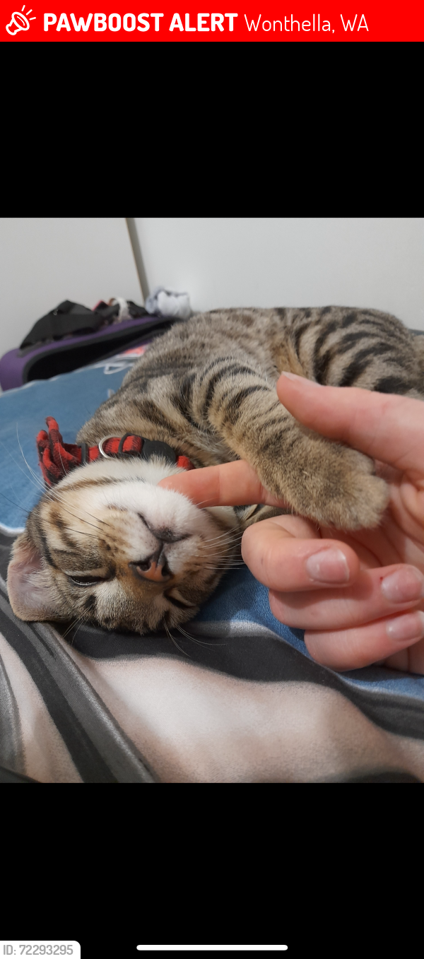 Lost Male Cat last seen Third street Wonta, Wonthella, WA 6530