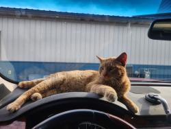 Lost Male Cat last seen Poplar Grove road and hwy mm, Watertown, WI 53098