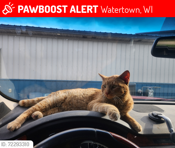 Lost Male Cat last seen Poplar Grove road and hwy mm, Watertown, WI 53098