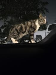 Lost Male Cat last seen Market st and boyles st , Houston, TX 77020