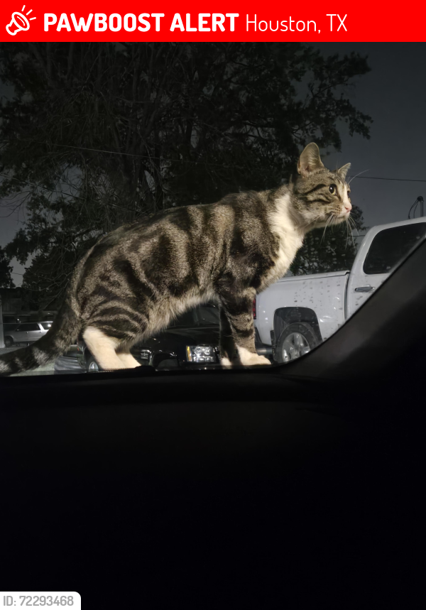 Lost Male Cat last seen Market st and boyles st , Houston, TX 77020