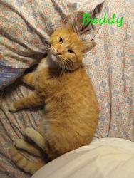 Lost Male Cat last seen 59th Ave & Glendale Ave, Glendale, AZ 85301