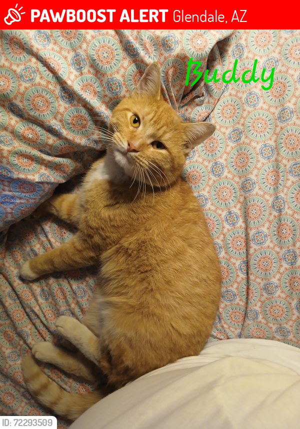 Lost Male Cat last seen 59th Ave & Glendale Ave, Glendale, AZ 85301