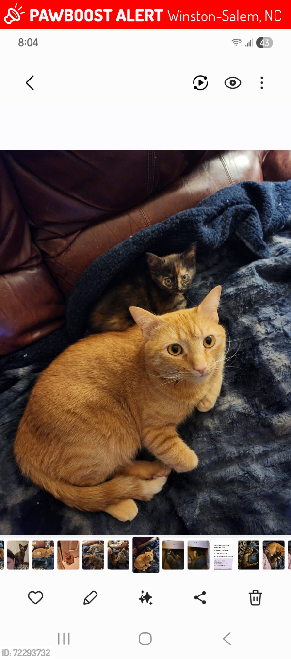 Lost Male Cat last seen In the back yard , Winston-Salem, NC 27107