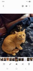 Lost Male Cat last seen In the back yard , Winston-Salem, NC 27107