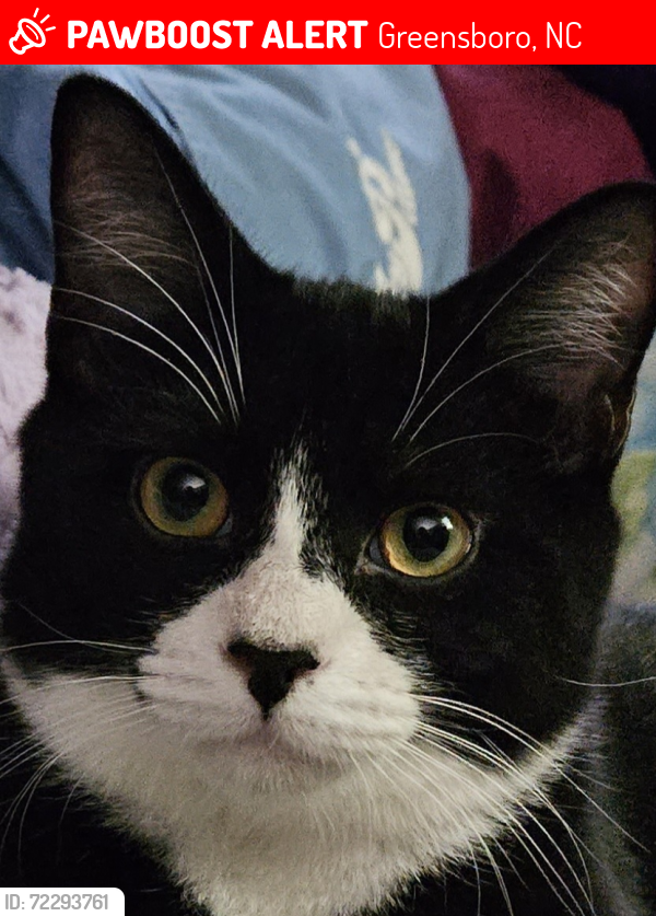 Lost Male Cat last seen Friendly Ave & Westridge Rd, Greensboro, NC 27410