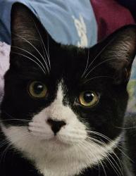 Lost Male Cat last seen Friendly Ave & Westridge Rd, Greensboro, NC 27410