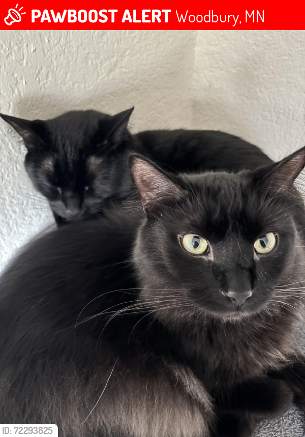 Lost Male Cat last seen Near Carver Lake , Woodbury, MN 55125