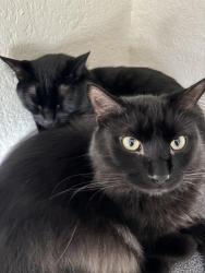 Lost Male Cat last seen Near Carver Lake , Woodbury, MN 55125