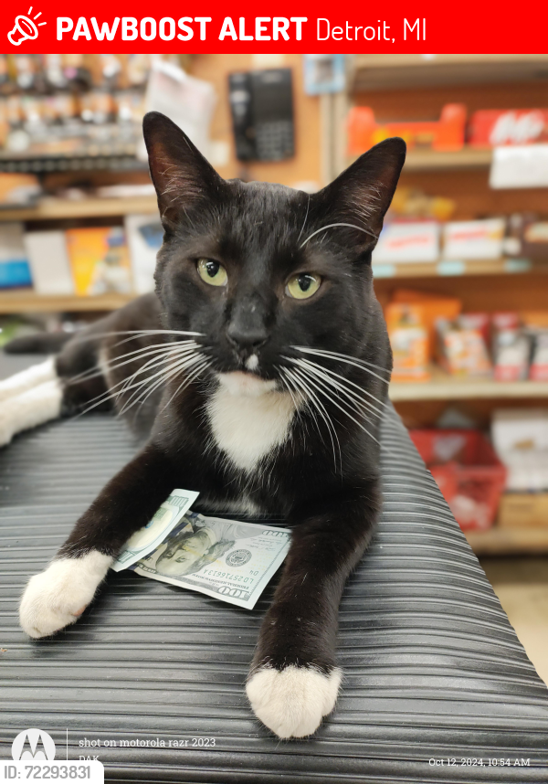 Lost Male Cat last seen LOUIS Ace Hardware 6 Mile & Oakland, Detroit, MI 48203