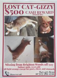 Lost Male Cat last seen Near Myrtle Beach, Horry County, SC 29588