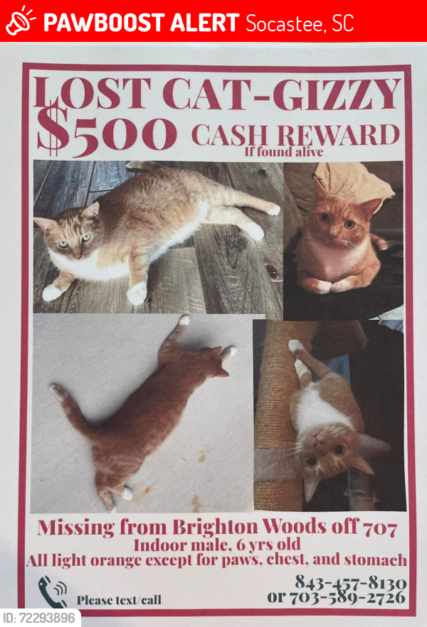 Lost Male Cat last seen Near Myrtle Beach, Horry County, SC 29588