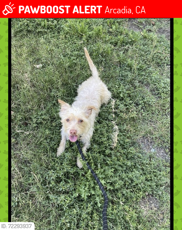 Lost Male Dog last seen Santa Clara and Fifth Street, Arcadia, CA 91006
