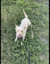 Lost Male Dog last seen Santa Clara and Fifth Street, Arcadia, CA 91006
