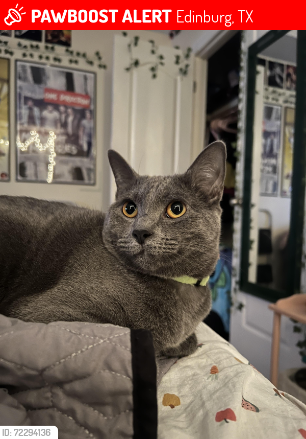 Lost Female Cat last seen Pebble creek st & Upland Dr, Edinburg, TX 78539
