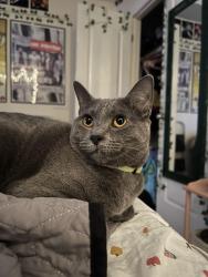 Lost Female Cat last seen Pebble creek st & Upland Dr, Edinburg, TX 78539
