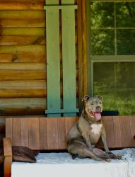 Lost Female Dog last seen E440 & Highway 82, Spavinaw, OK 74366