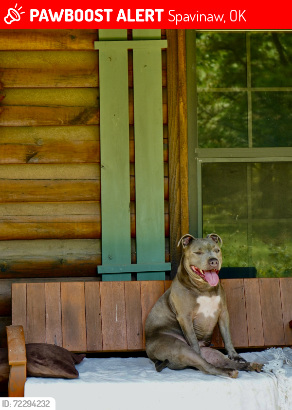 Lost Female Dog last seen E440 & Highway 82, Spavinaw, OK 74366