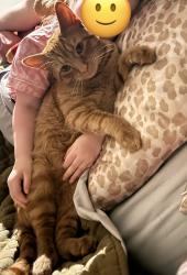 Lost Male Cat last seen East Pea Ridge off E Pickens Rd/72. , Pea Ridge, AR 72751