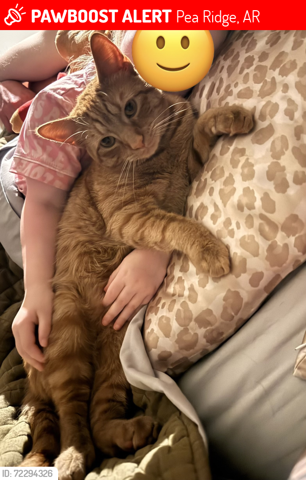 Lost Male Cat last seen East Pea Ridge off E Pickens Rd/72. , Pea Ridge, AR 72751