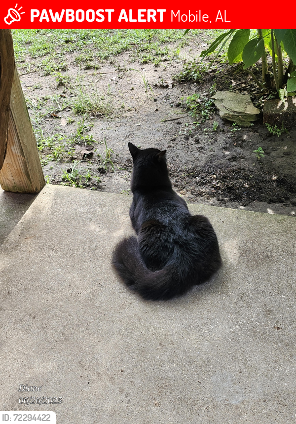 Lost Male Cat last seen Lacoste Rd, Mobile, AL 36618