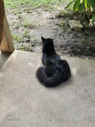 Lost Male Cat last seen Lacoste Rd, Mobile, AL 36618