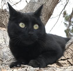 Lost Female Cat last seen Moongate and Weisner/balsam, Doña Ana County, NM 88012