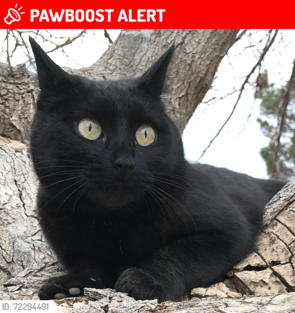 Lost Female Cat last seen Moongate and Weisner/balsam, Doña Ana County, NM 88012