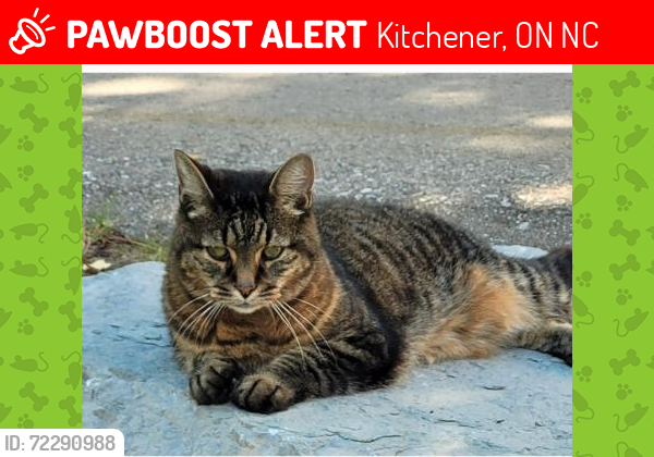 Lost Male Cat last seen Hillmount and courtland ave e , Kitchener, ON N2C