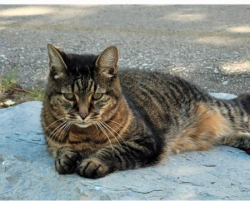 Lost Male Cat last seen Hillmount and courtland ave e , Kitchener, ON N2C
