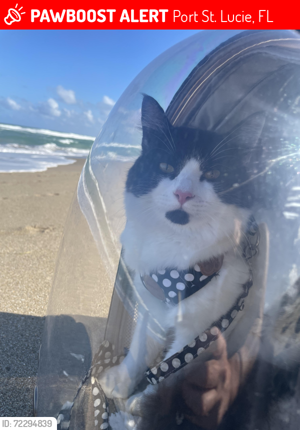 Lost Male Cat last seen East of Lennard , Port St. Lucie, FL 34952