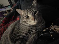Lost Male Cat last seen maa apmts, Dallas, TX 75248