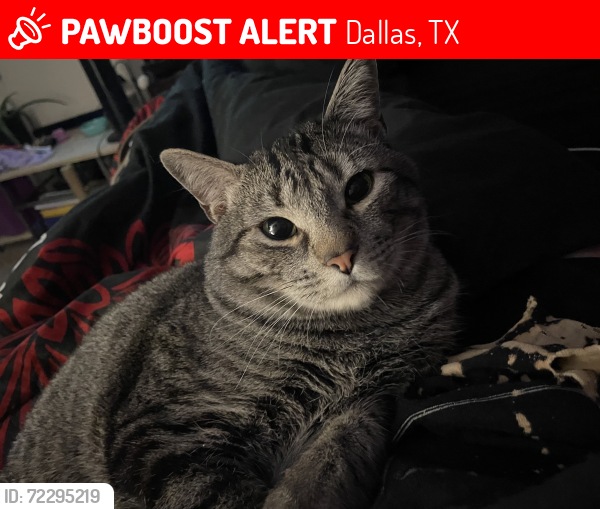 Lost Male Cat last seen MAA highlands apartments off Lauder and hillcrest, Dallas, TX 75248