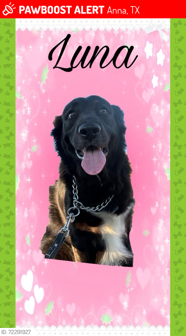 Lost Female Dog last seen Near and Hwy 5, Anna, TX 75409