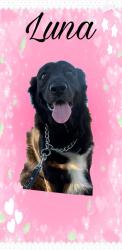 Lost Female Dog last seen Near and Hwy 5, Anna, TX 75409