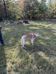 Lost Female Dog last seen Pionono Ave, Macon, GA 31206