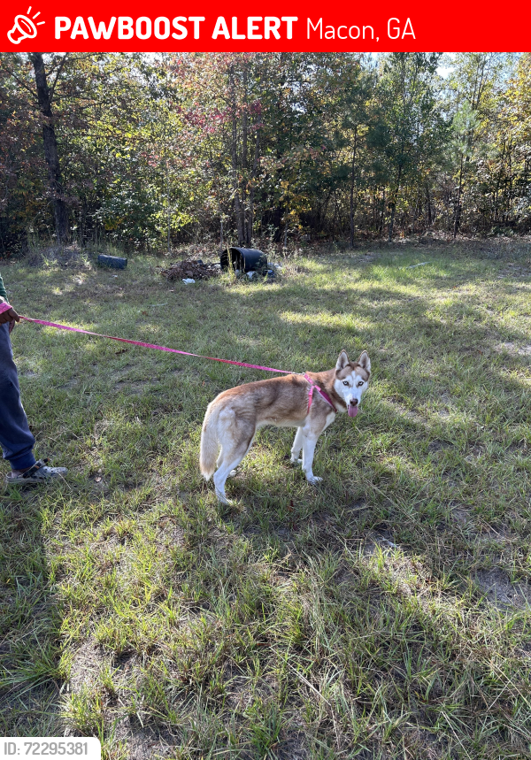 Lost Female Dog last seen Pionono Ave, Macon, GA 31206