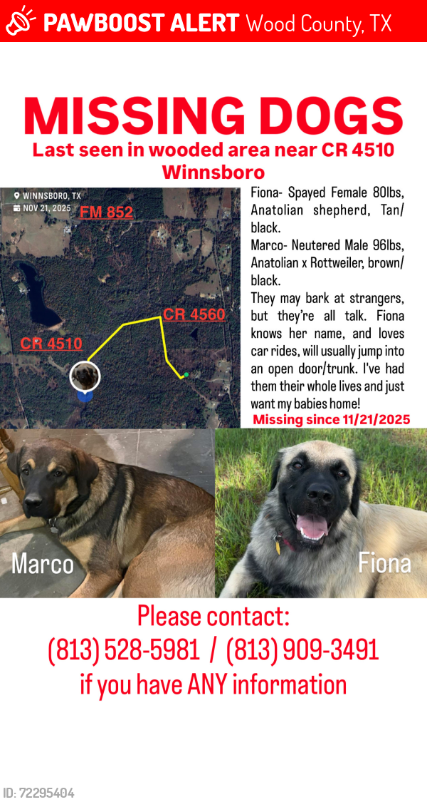 Lost Female Dog last seen CR 4510 and CR 4560, Wood County, TX 75494