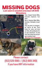Lost Female Dog last seen CR 4510 and CR 4560, Wood County, TX 75494