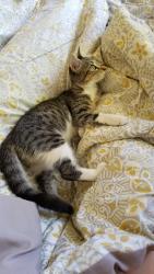 Lost Female Cat last seen Neighborhood , Converse, TX 78109
